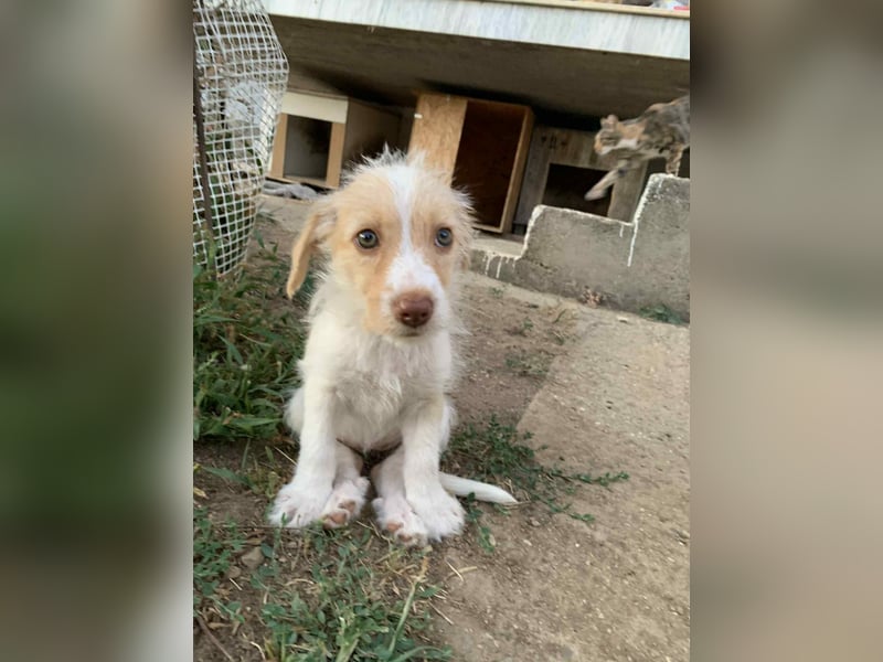 Sunny – kleines Hundemädchen sucht ihr Glück