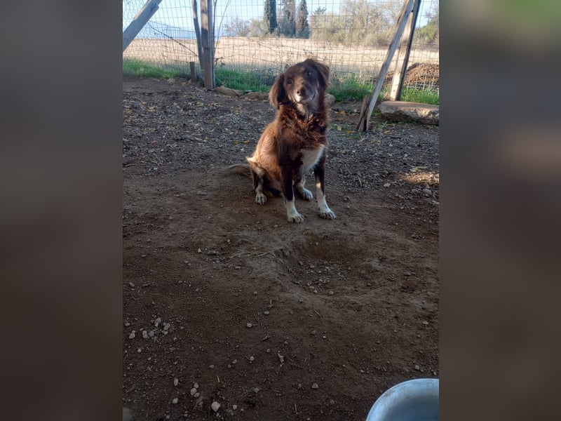 Moka - ruhiger Kokonimix sucht Zuhause