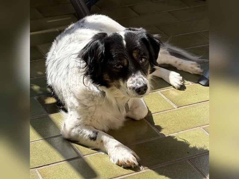 Nelly: sucht ein Zuhause / eine Pflegestelle