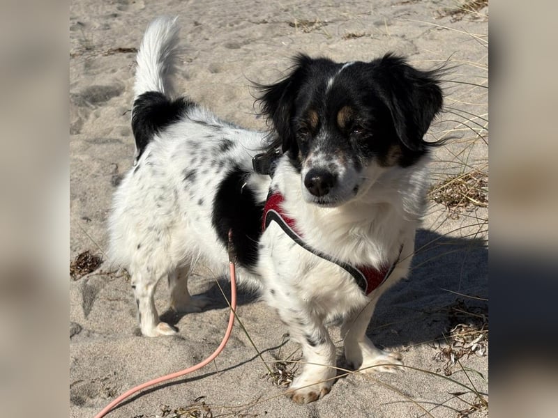 Nelly: sucht ein Zuhause / eine Pflegestelle