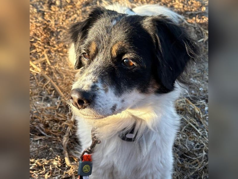 Nelly: sucht ein Zuhause / eine Pflegestelle