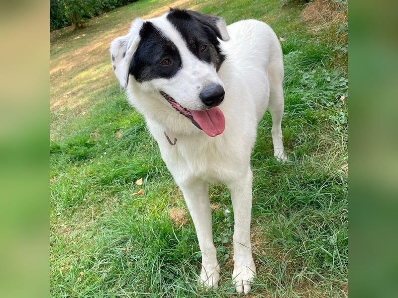 Nelly: sucht ein Zuhause / eine Pflegestelle
