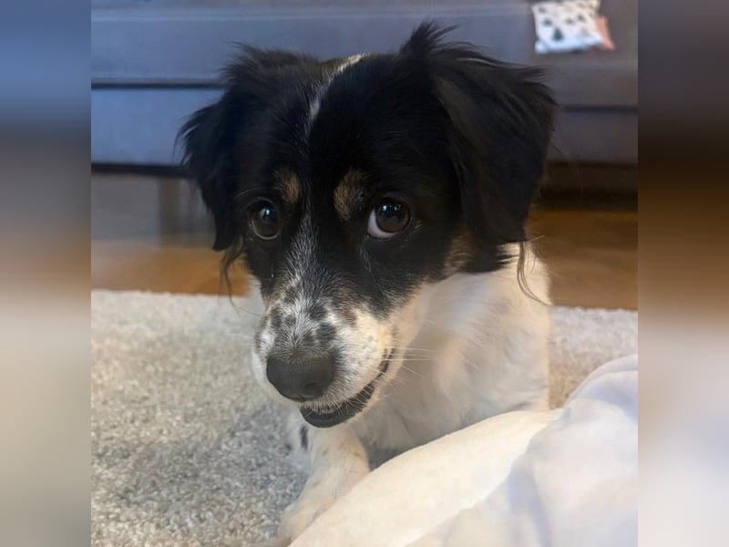 Nelly: sucht ein Zuhause / eine Pflegestelle