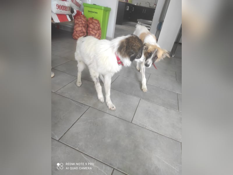 Sophie 35cm 8kg kastrierte Junghündin