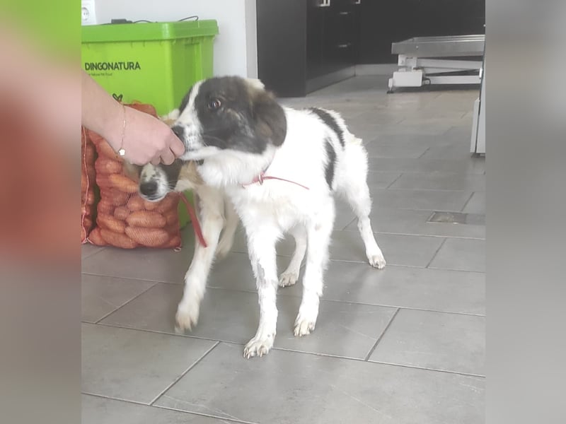 Sophie 35cm 8kg kastrierte Junghündin