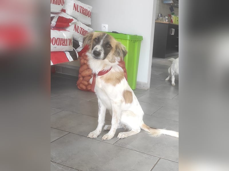 Rosie 8kg 38cm kastrierte Junghündin