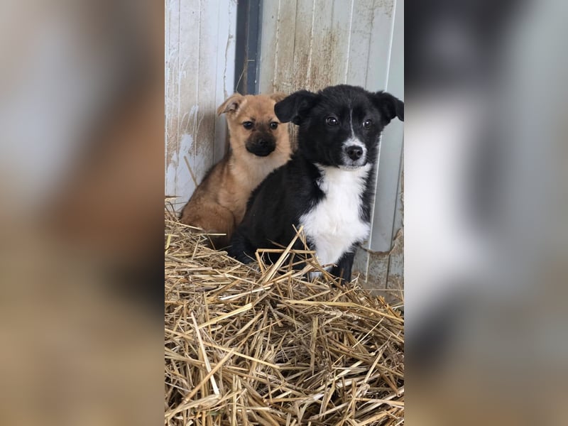 Mary - zuckersüße Welpenmaus