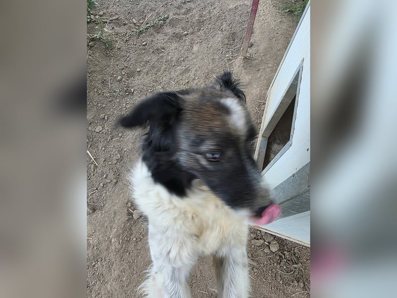 Romeo - verlassen und vergessen