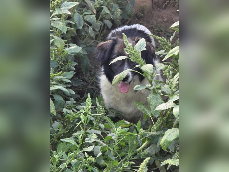 Romeo - verlassen und vergessen