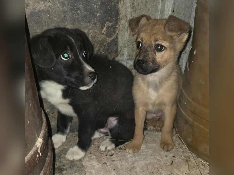 Mary - zuckersüße Welpenmaus