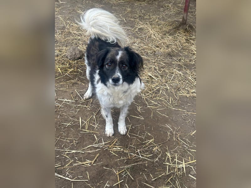 Romeo - verlassen und vergessen