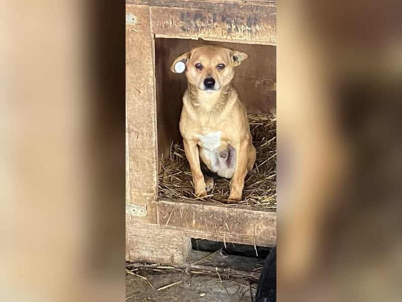 Milka - klein, lieb, verträglich