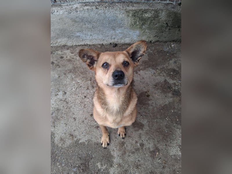 Milka - klein, lieb, verträglich