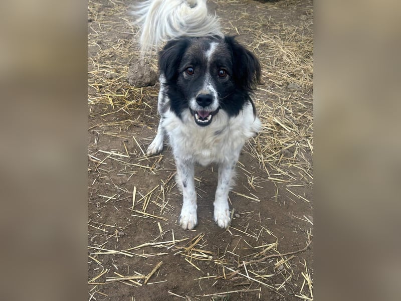 Romeo - verlassen und vergessen