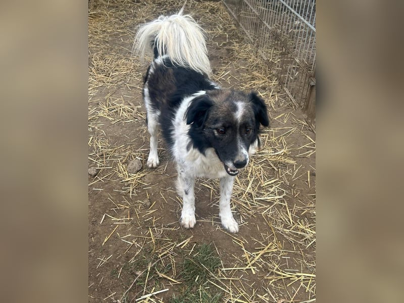 Romeo - verlassen und vergessen