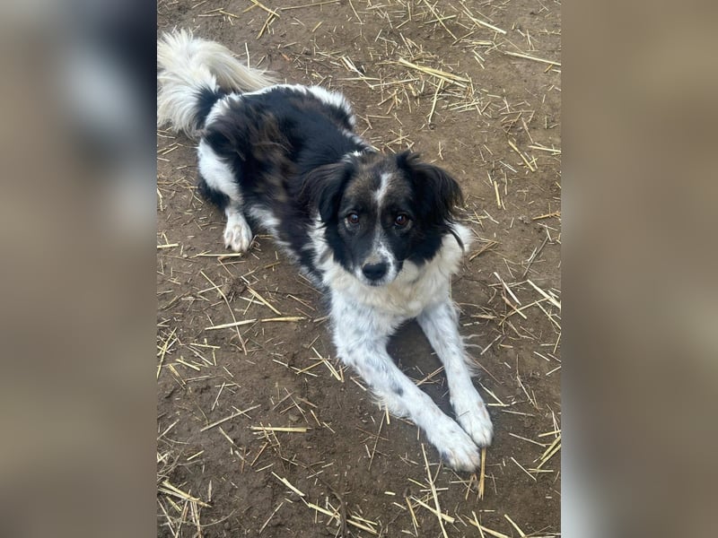 Romeo - verlassen und vergessen