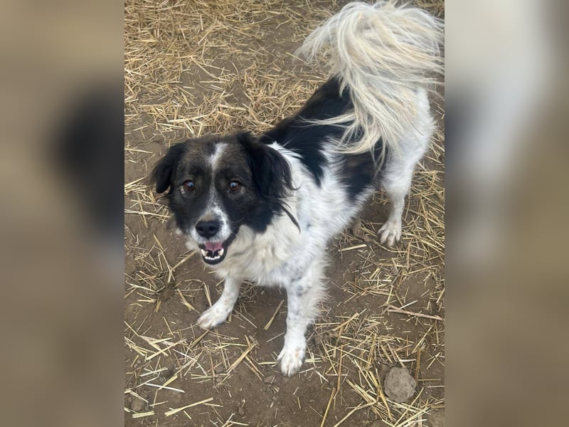 Romeo - verlassen und vergessen