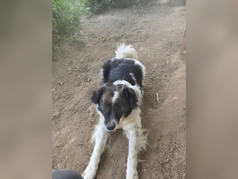 Romeo - verlassen und vergessen