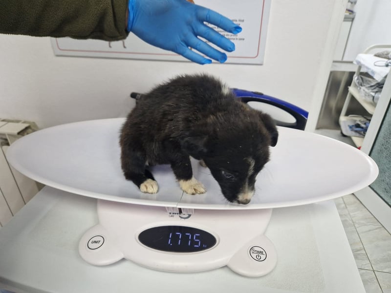 Moritz - kleiner Welpenjunge