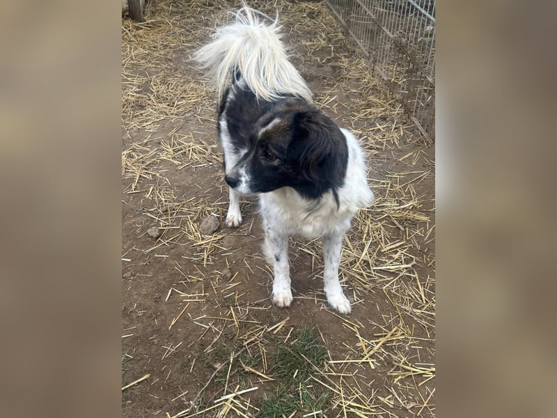 Romeo - verlassen und vergessen