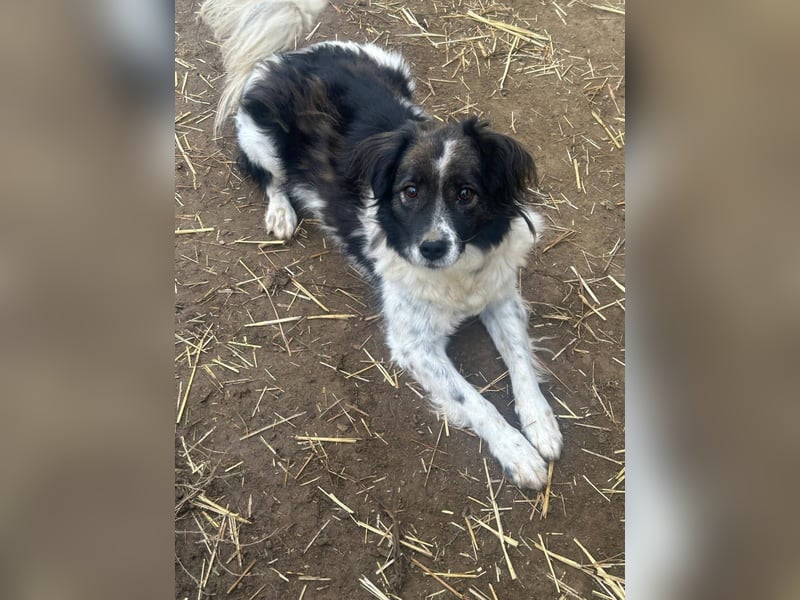 Romeo - verlassen und vergessen