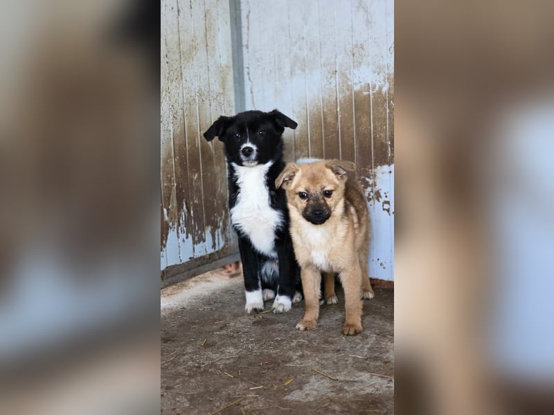 Mary - zuckersüße Welpenmaus