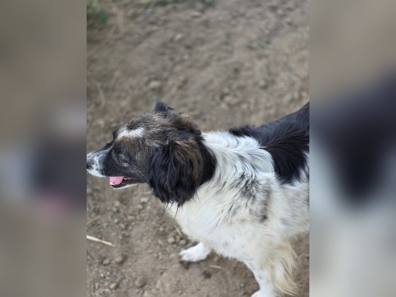 Romeo - verlassen und vergessen