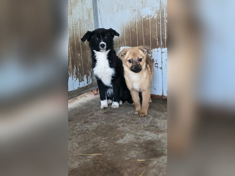 Mary - zuckersüße Welpenmaus