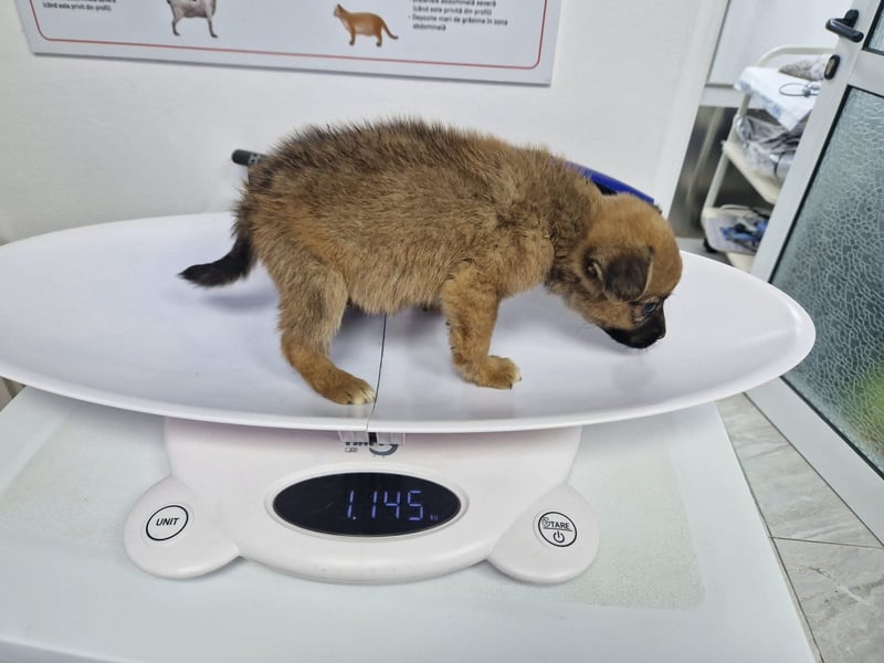 Mary - zuckersüße Welpenmaus