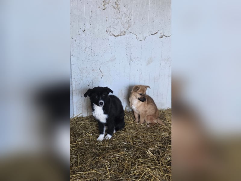 Moritz - kleiner Welpenjunge