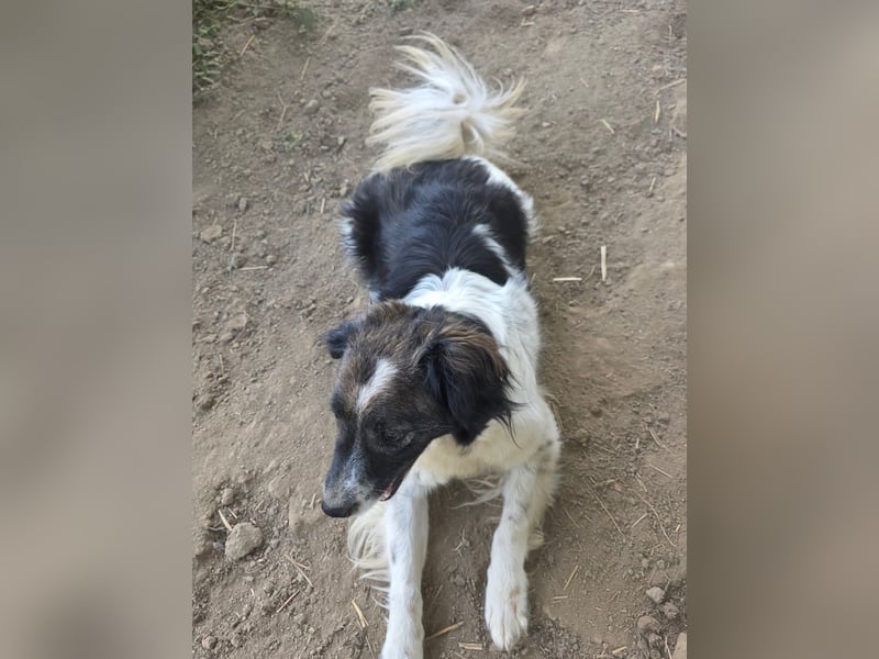 Romeo - verlassen und vergessen