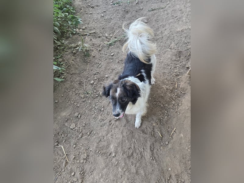 Romeo - verlassen und vergessen