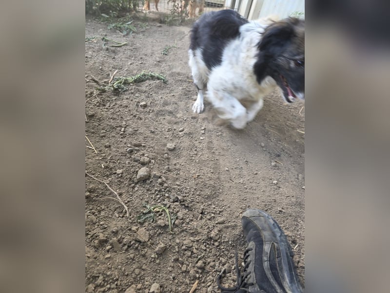 Romeo - verlassen und vergessen