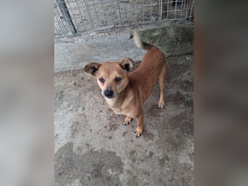 Milka - klein, lieb, verträglich