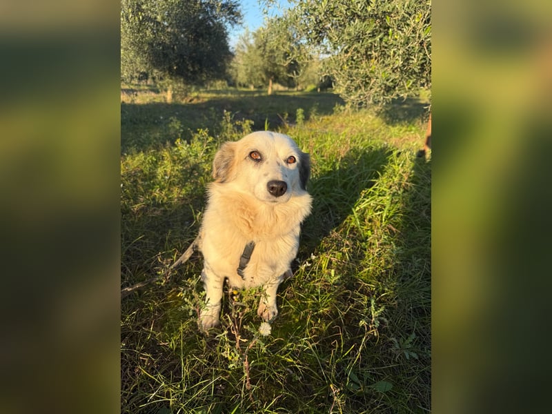 Hündin LIVI sucht ihr Für-immer-Zuhause