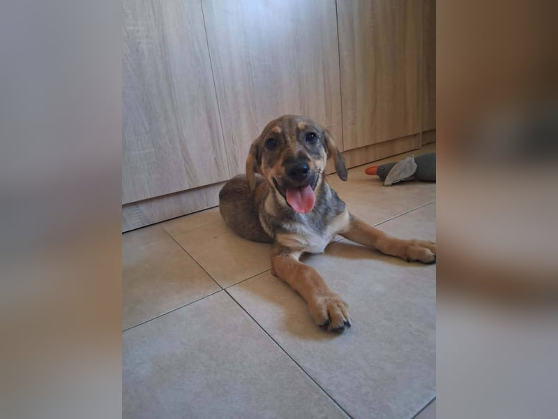 Junghund GIGI sucht sein Körbchen