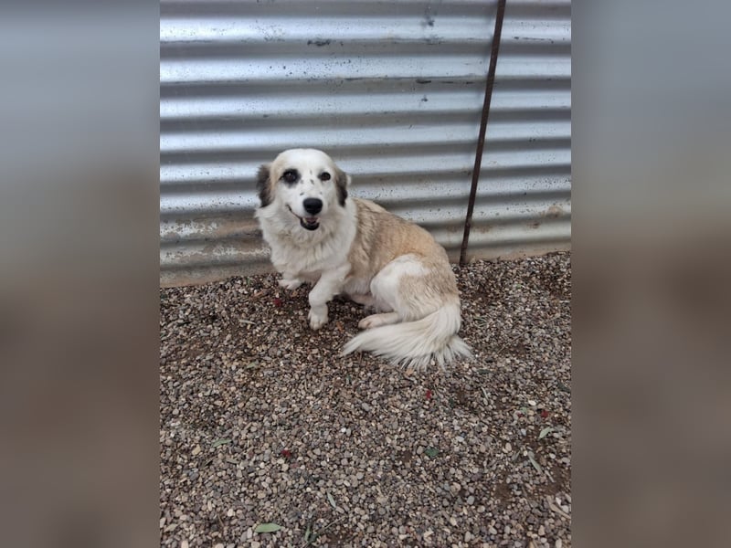 Hündin LIVI sucht ihr Für-immer-Zuhause