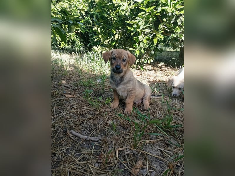 Junghund GIGI sucht sein Körbchen