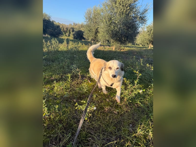 Hündin LIVI sucht ihr Für-immer-Zuhause