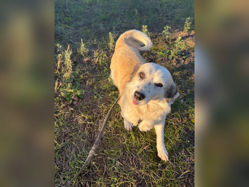 Hündin LIVI sucht ihr Für-immer-Zuhause