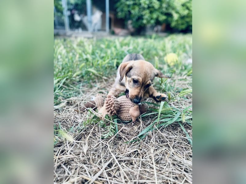 Junghund GIGI sucht sein Körbchen