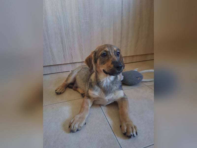 Junghund GIGI sucht sein Körbchen