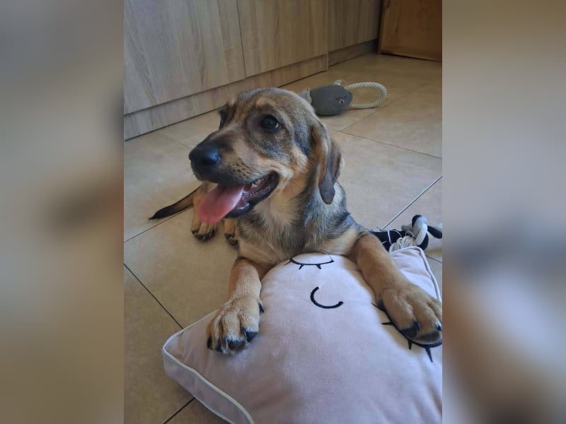 Junghund GIGI sucht sein Körbchen