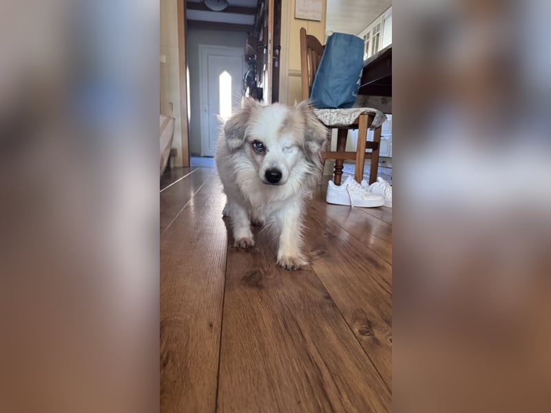 Kleiner Kokoni Mix KYON sucht eine Familie!