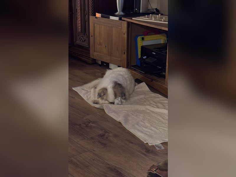 Kleiner Kokoni Mix KYON sucht eine Familie!