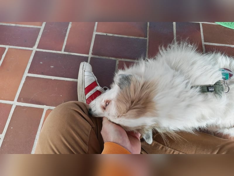 Kleiner Kokoni Mix KYON sucht eine eigene Familie!