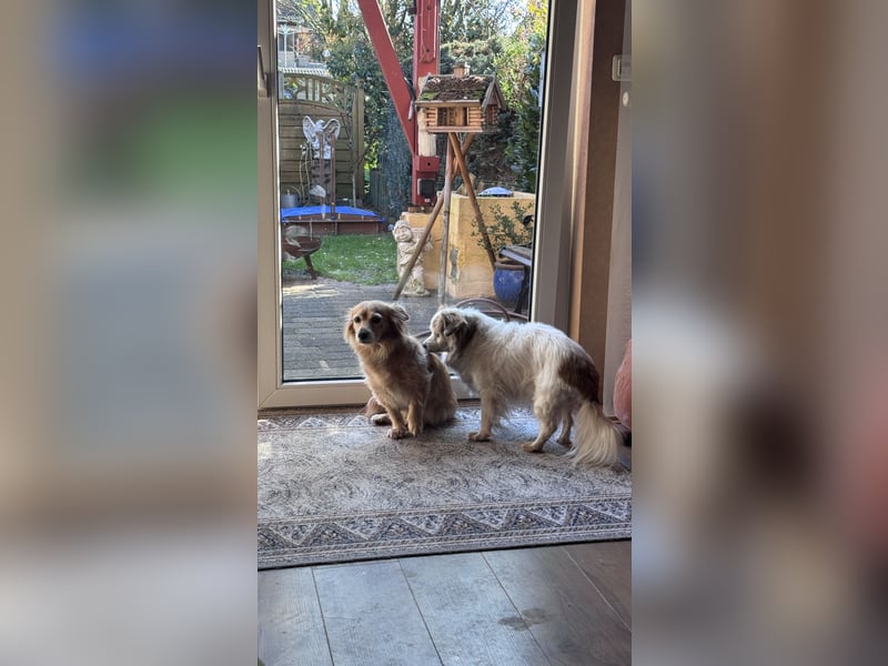 Kleiner Kokoni Mix KYON sucht eine eigene Familie!