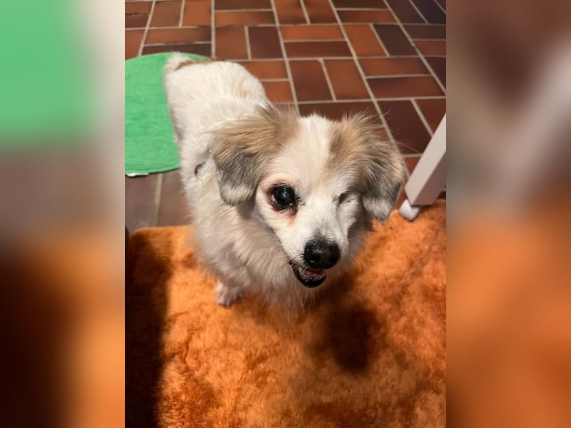 Kleiner Kokoni Mix KYON sucht eine Familie!