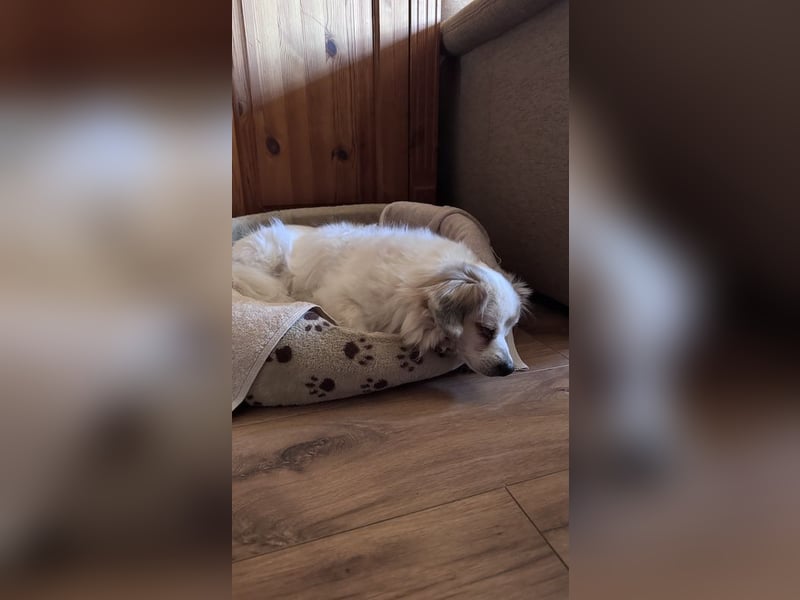 Kleiner Kokoni Mix KYON sucht eine eigene Familie!