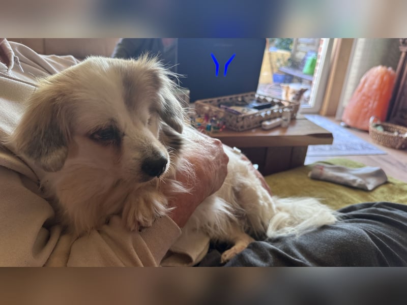 Kleiner Kokoni Mix KYON sucht eine eigene Familie!